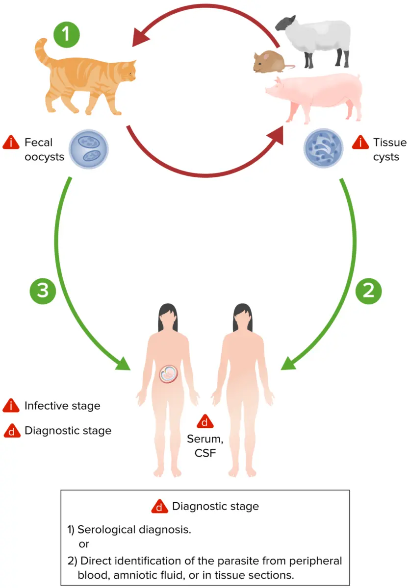 toxoplasmose schwangerschaft übertragung - Kann Toxoplasmose durch die Luft übertragen werden