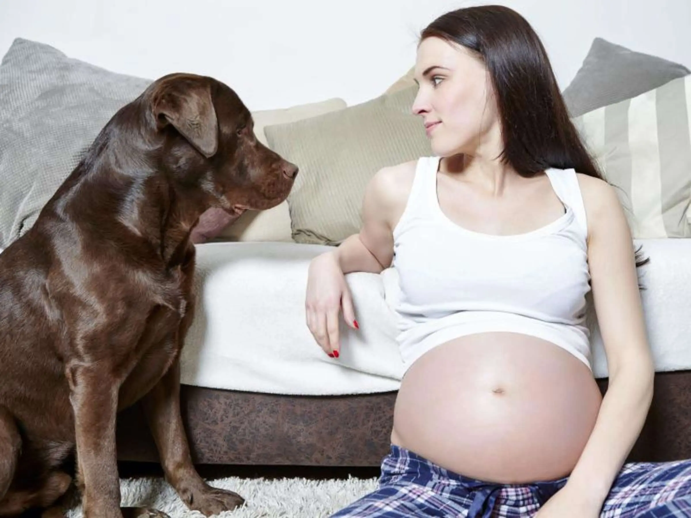 hund schwangerschaft mensch - Können Hunde Toxoplasmose auf schwangere übertragen