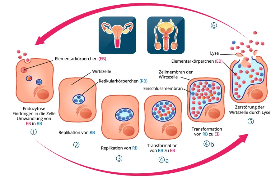 mykoplasmen schwangerschaft - Können Mykoplasmen von alleine heilen