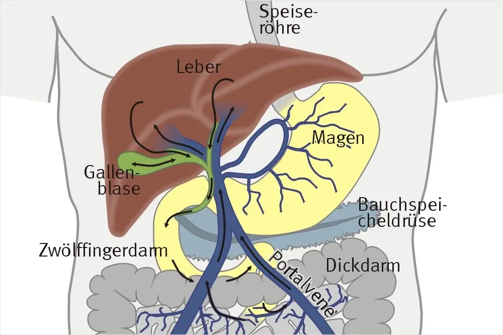 ziehender schmerz im oberbauch - Können Oberbauchschmerzen vom Herzen kommen