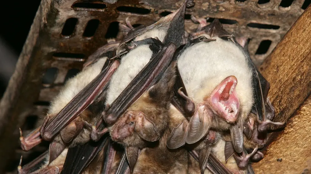 fledermäuse geburt - Sind Fledermäuse Lebendgebärend