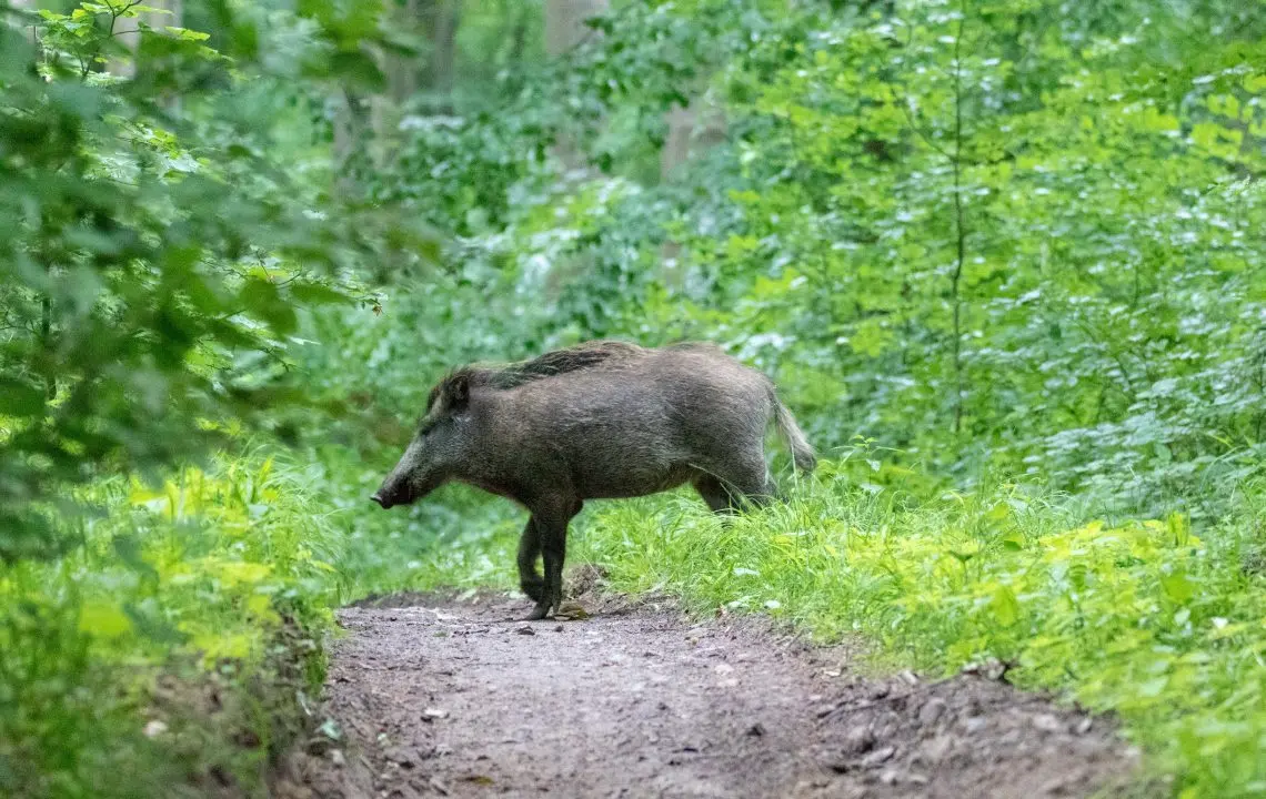 frischlinge geburt - Sind Frischlinge immer bei der Bache