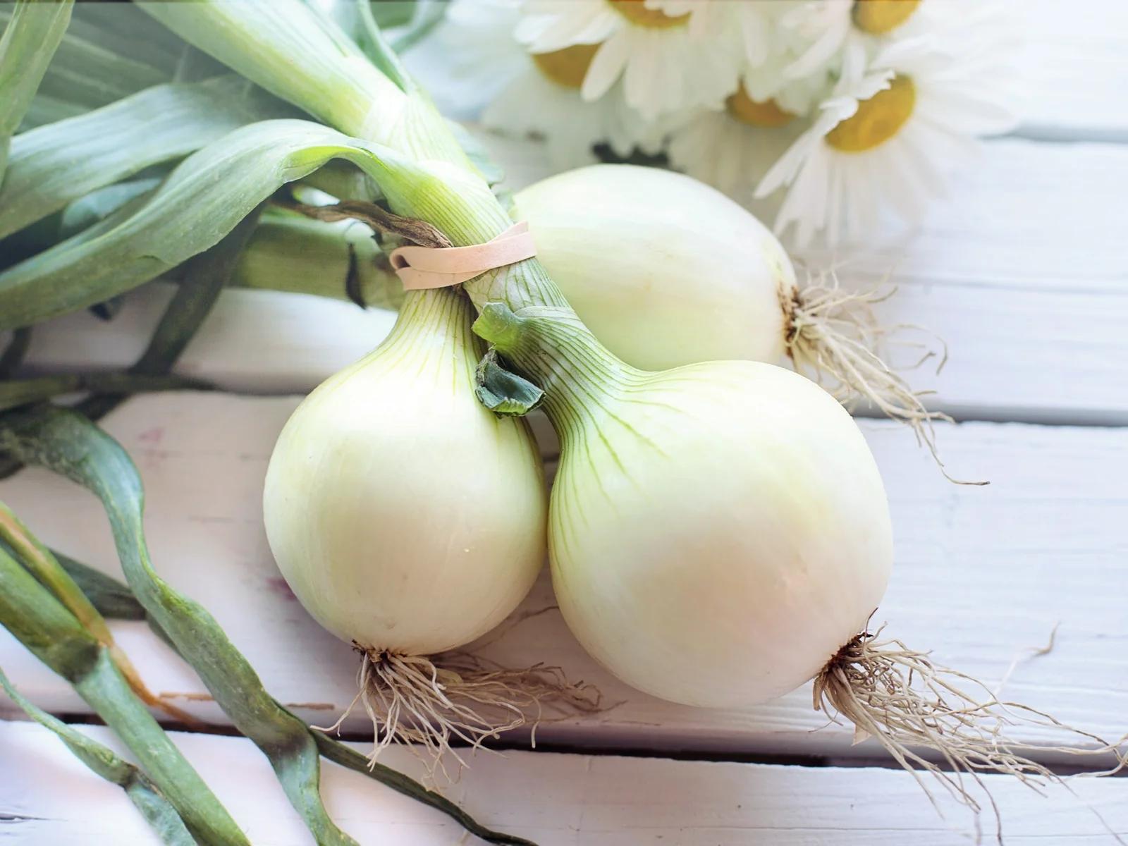 zwiebel in der schwangerschaft - Sind gebratene Zwiebeln noch gesund