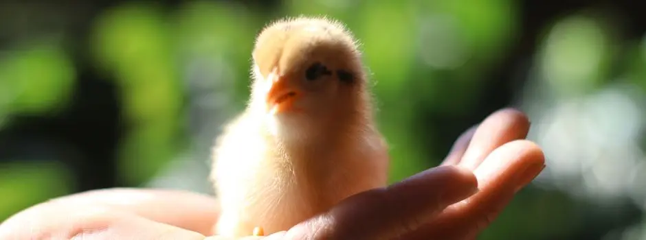 chicken nuggets schwangerschaft - Sind in Chicken McNuggets Küken