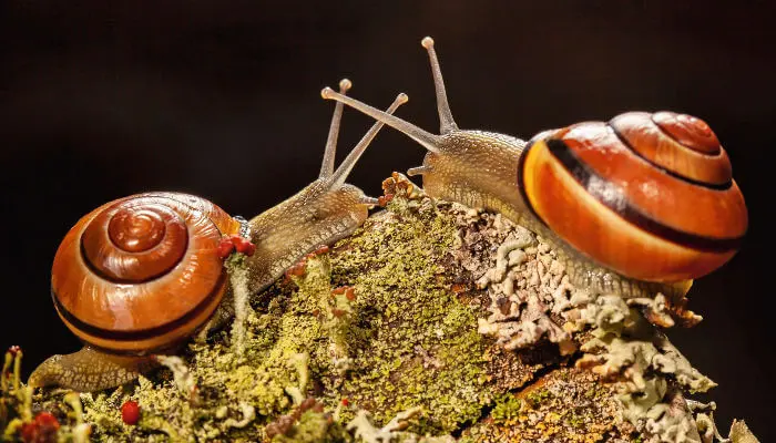 schnecken geburt mit haus - Sind Schnecken mit ihrem Haus verbunden