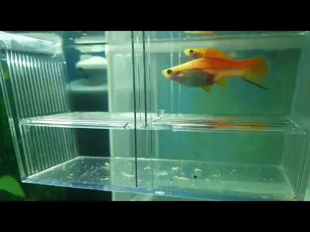 schwertträger geburt - Sind Schwertträger Lebendgebärend