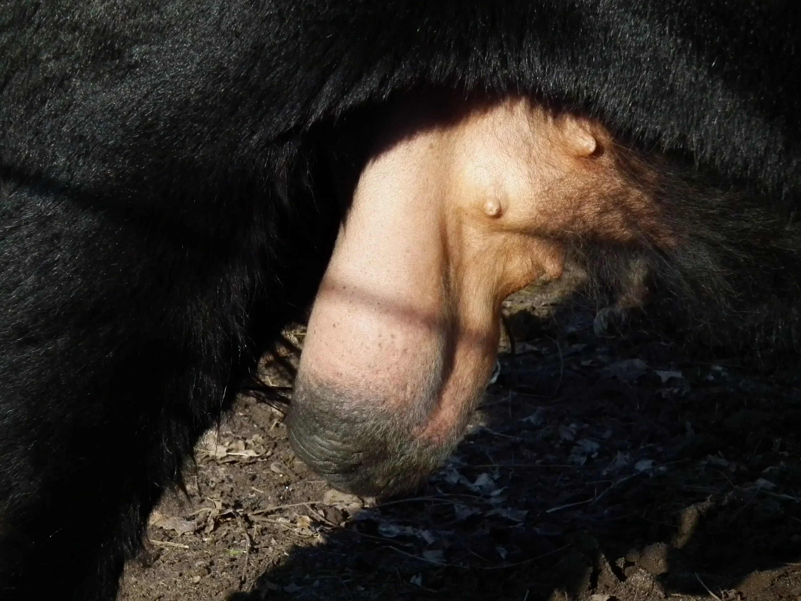 milien hoden - Sind Talgdrüsen am Hoden gefährlich