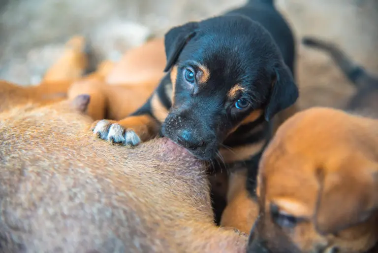 gewichtszunahme welpen nach geburt - Verlieren Hunde nach der Geburt ihrer Welpen an Gewicht