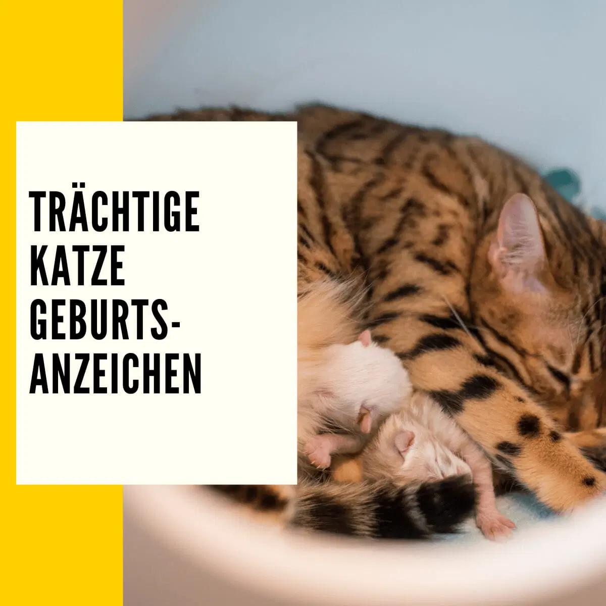 anzeichen geburt katze - Wann beginnt die Geburt bei Katzen