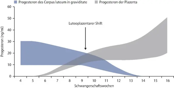 ab wann übernimmt plazenta progesteron - Wann beginnt Plazenta Progesteron zu produzieren