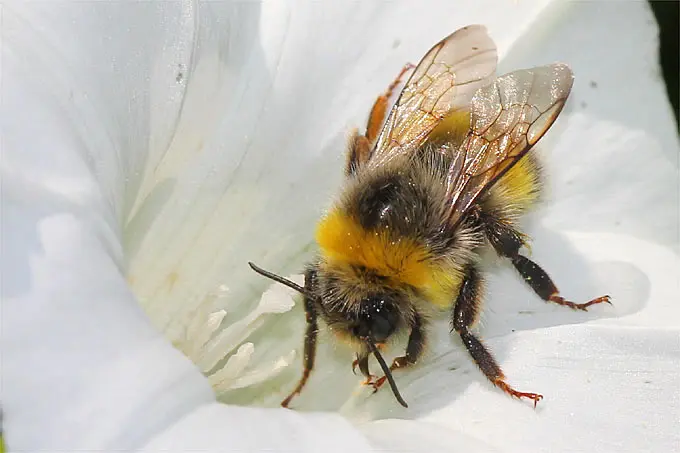 hummel geburt - Wann bekommen Hummeln Nachwuchs