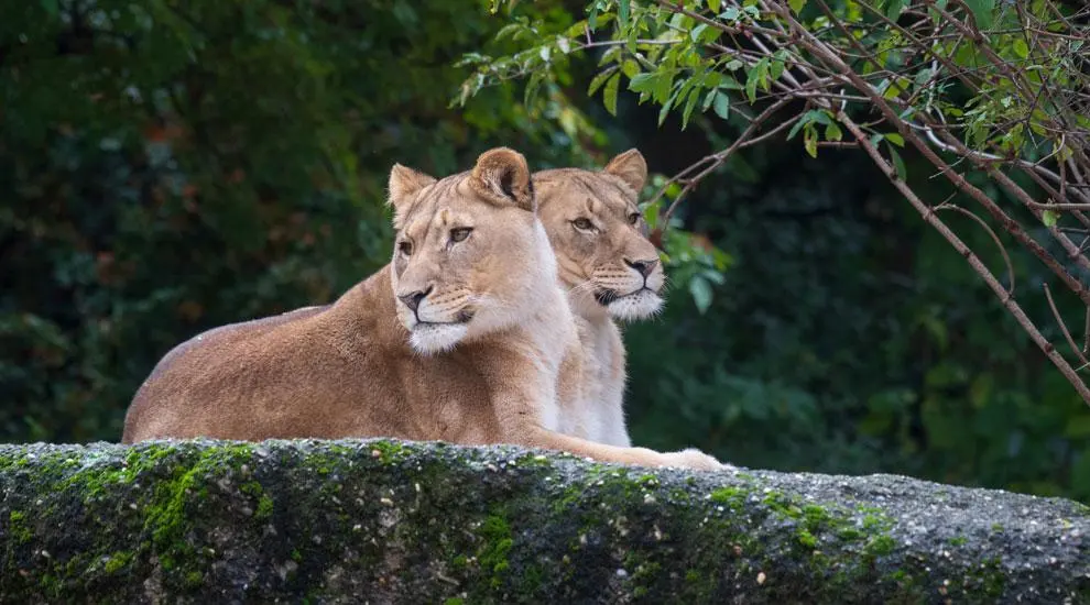 Löwen Geburten: Ein Einblick in die Welt der Löwenbabys - Wann bekommen Löwen ihre Jungen löwen geburt - Wann bekommen Löwen ihre Jungen