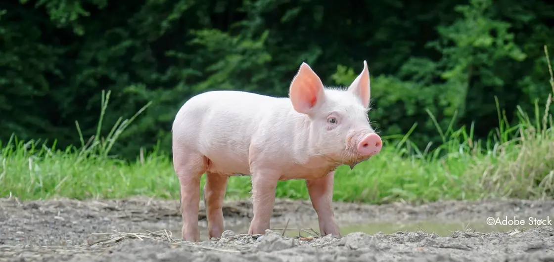 schweine schwangerschaft - Wann bekommen Schweine Ferkel