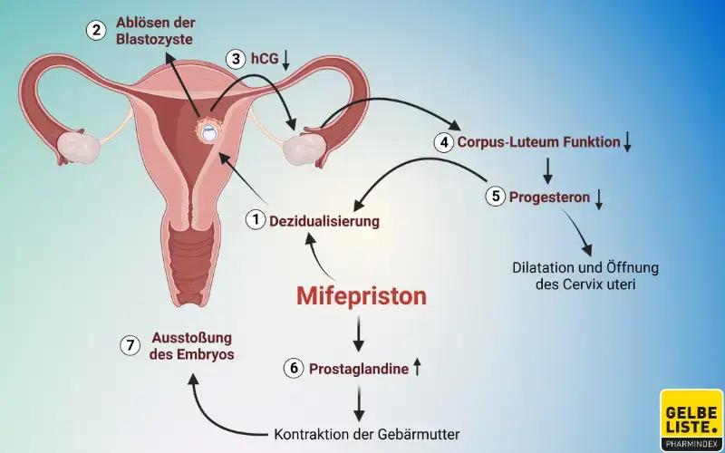 prostaglandine schwangerschaft - Wann bekommt man Prostaglandin