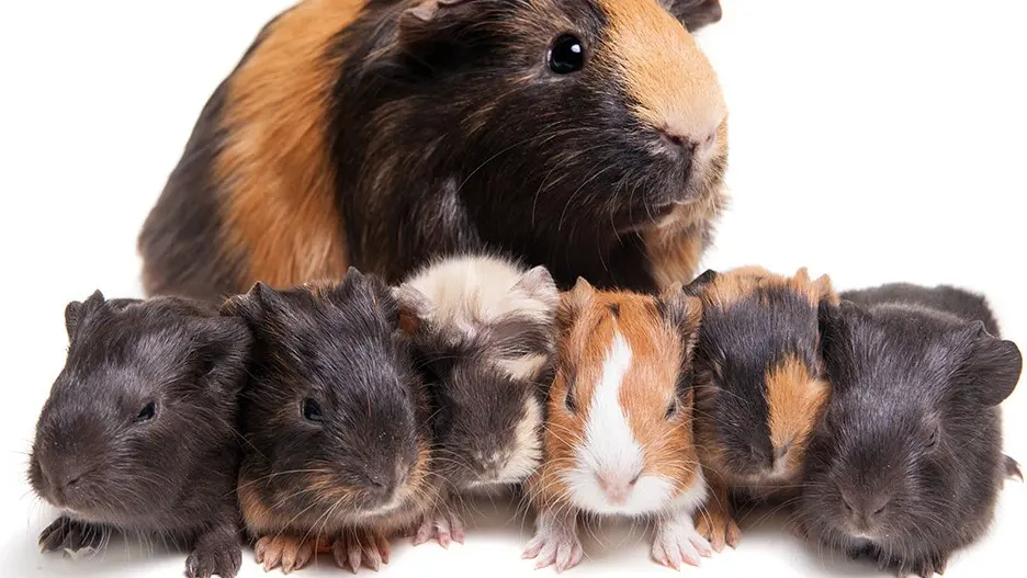 meerschweinchen babys nach der geburt - Wann darf man Baby Meerschweinchen von der Mutter trennen