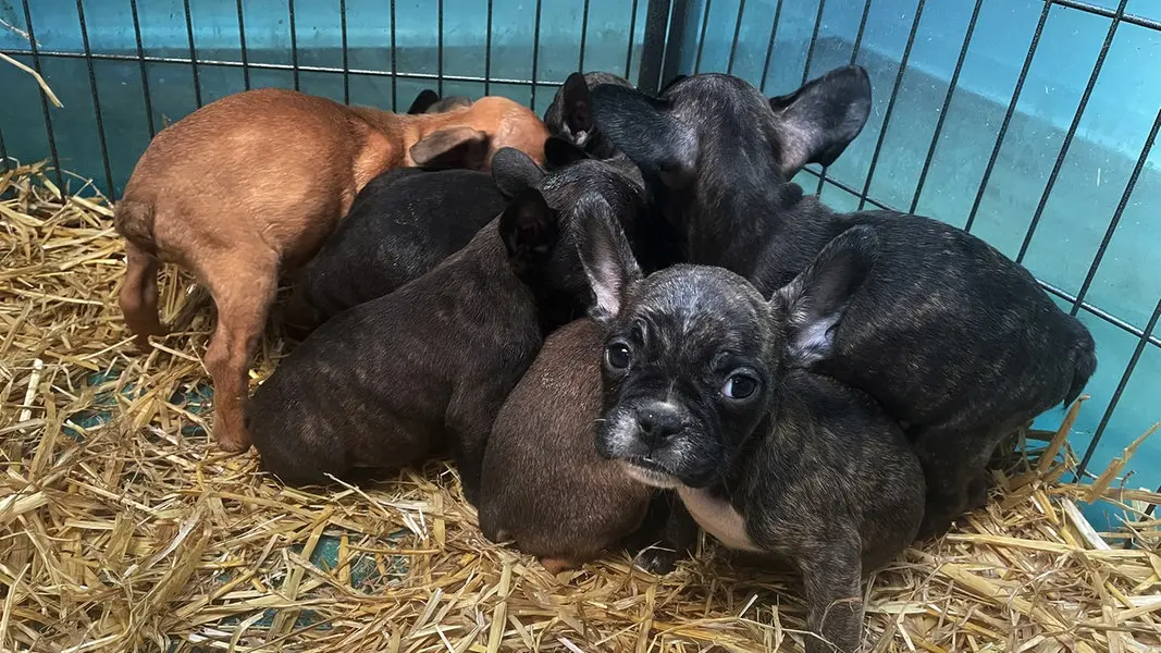 Welpen von Geburt bis Abgabe: Ein Leitfaden für verantwortungsvolle Hundehalter - Wann darf man Welpen frühestens abgeben welpen von geburt bis abgabe - Wann darf man Welpen frühestens abgeben