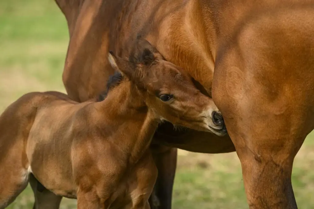 euter stute kurz vor geburt - Wann dreht sich das Fohlen vor der Geburt