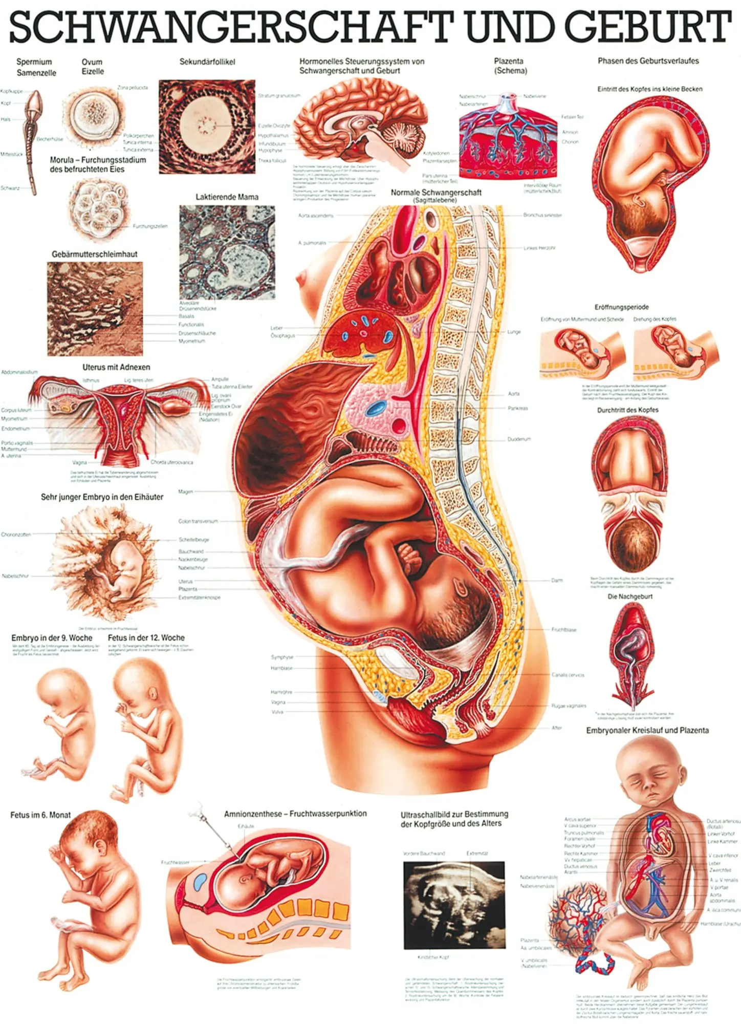 anatomie schwangerschaft - Wann fängt der Herzschlag des Babys an