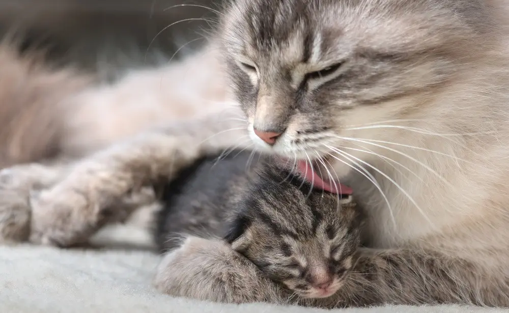 entwicklung katzenbabys nach geburt - Wann gehen Katzenbabys aus dem Nest