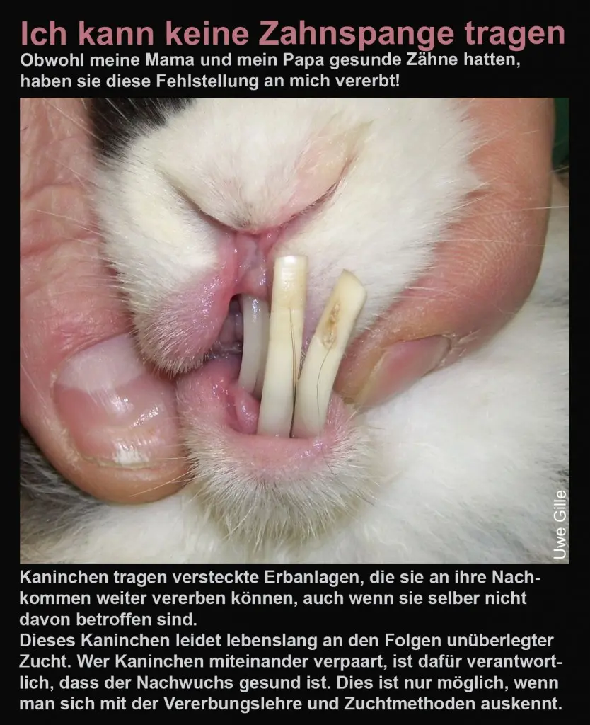 kaninchen decken nach geburt - Wann Häsin wieder decken lassen