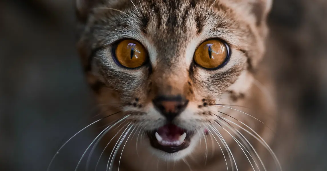 Katze Sterilisieren nach Geburt: Alles Wissenswerte - Wann ist der beste Zeitpunkt eine Katze sterilisieren zu lassen katze sterilisieren nach geburt - Wann ist der beste Zeitpunkt eine Katze sterilisieren zu lassen