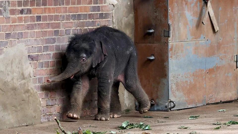 geburt elefant zoo leipzig - Wann ist der kleine Elefant im Zoo Leipzig geboren