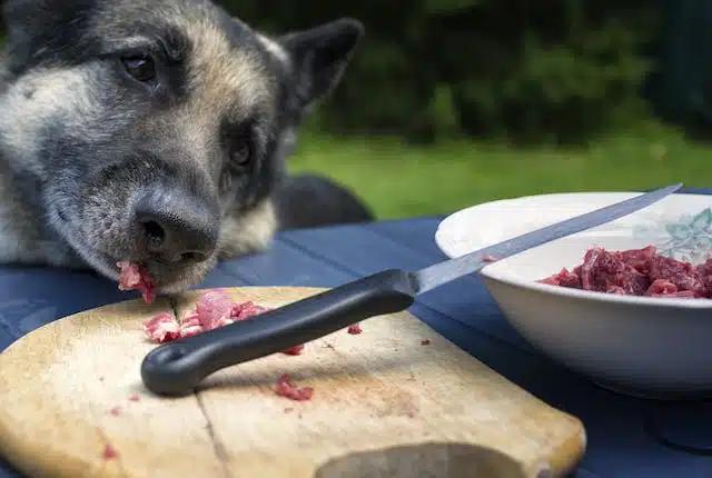toxoplasmose hund schwangerschaft - Wann ist Toxoplasmose in der Schwangerschaft am gefährlichsten