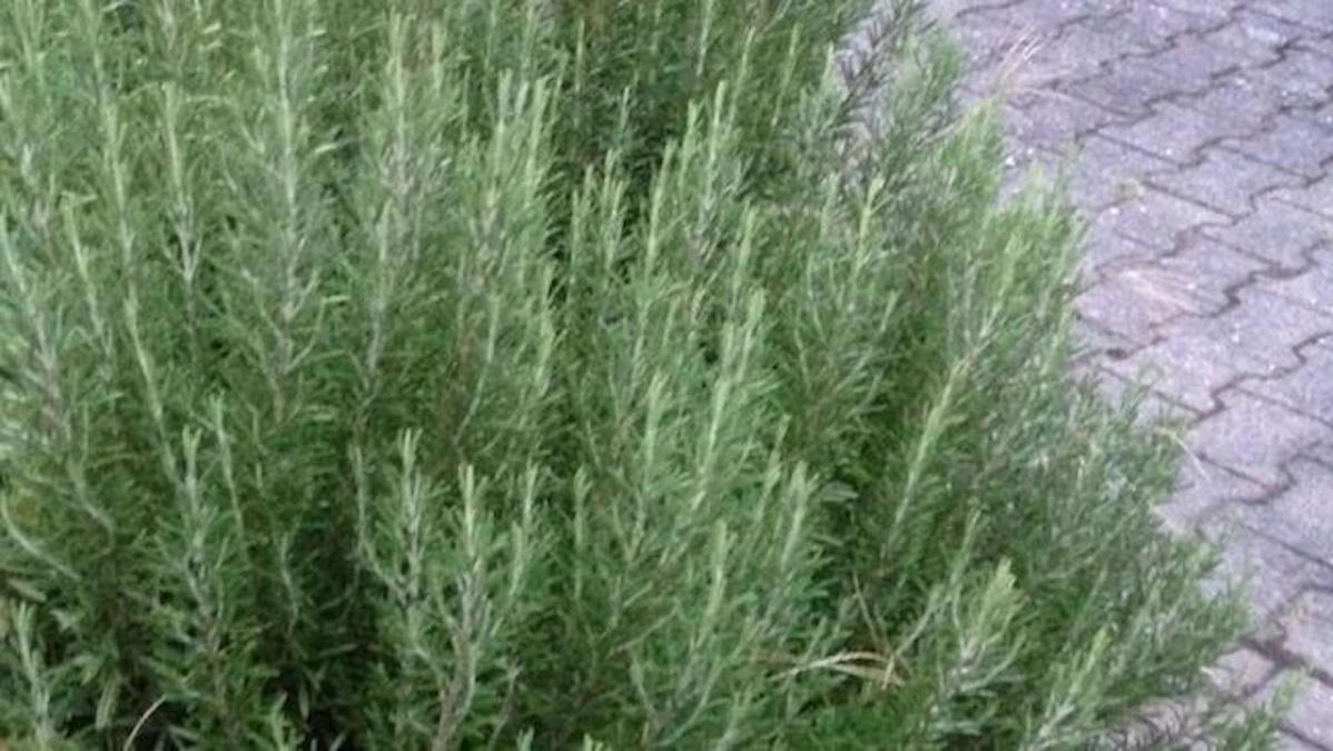 rosmarin schwangerschaft - Wann Kein Rosmarin