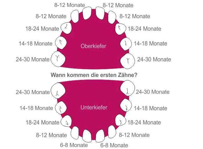 erste zähne ab wann - Wann kommen die ersten Zähne Spätestens