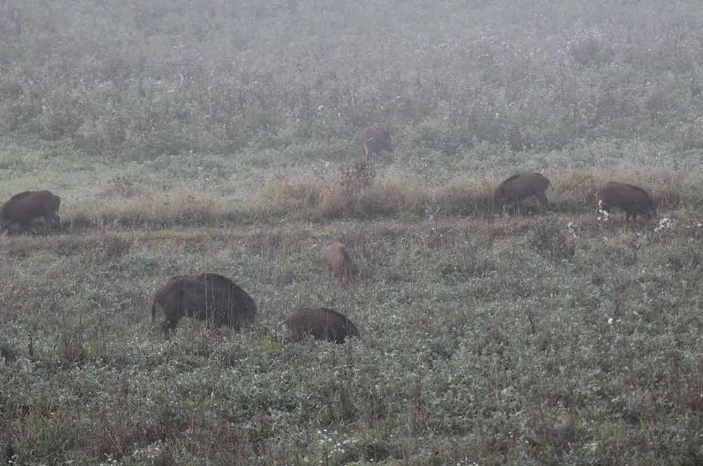 frischlinge geburt - Wann kommen die Frischlinge auf die Welt