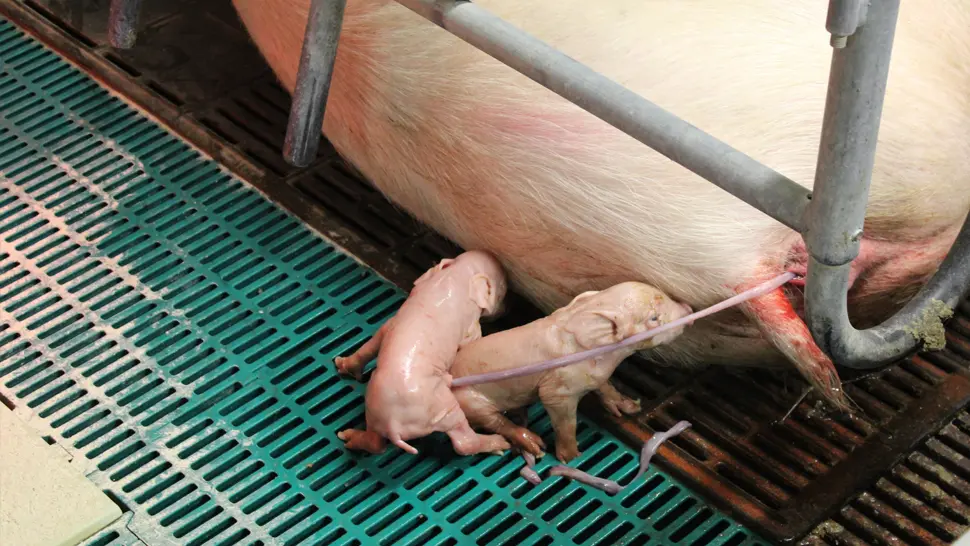 schwein geburt - Wann kommen Ferkel zur Welt