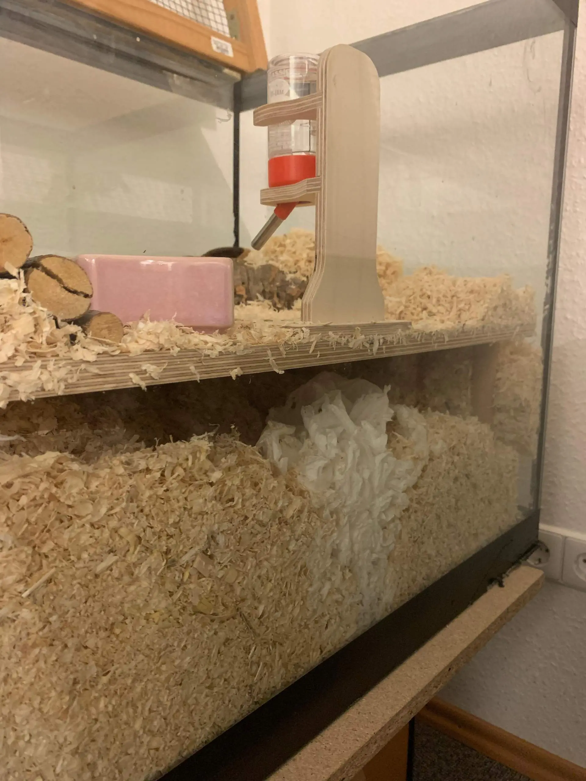 hamster kurz vor der geburt - Wann kommen Hamster raus