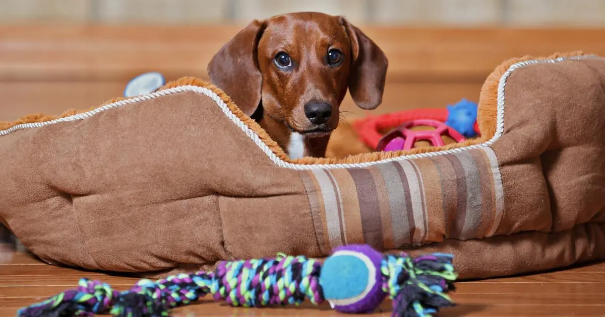 milcheinschuss hund vor geburt - Wann kommt Milch aus den Zitzen Hund