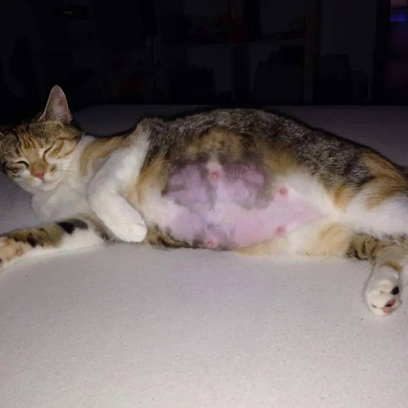 katze schleimpfropf wie lange bis geburt - Wann löst sich der Schleimpfropf bei Katzen