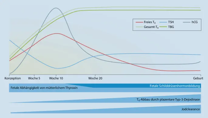 tsh schwangerschaft - Wann muss L Thyroxin in der Schwangerschaft erhöht werden
