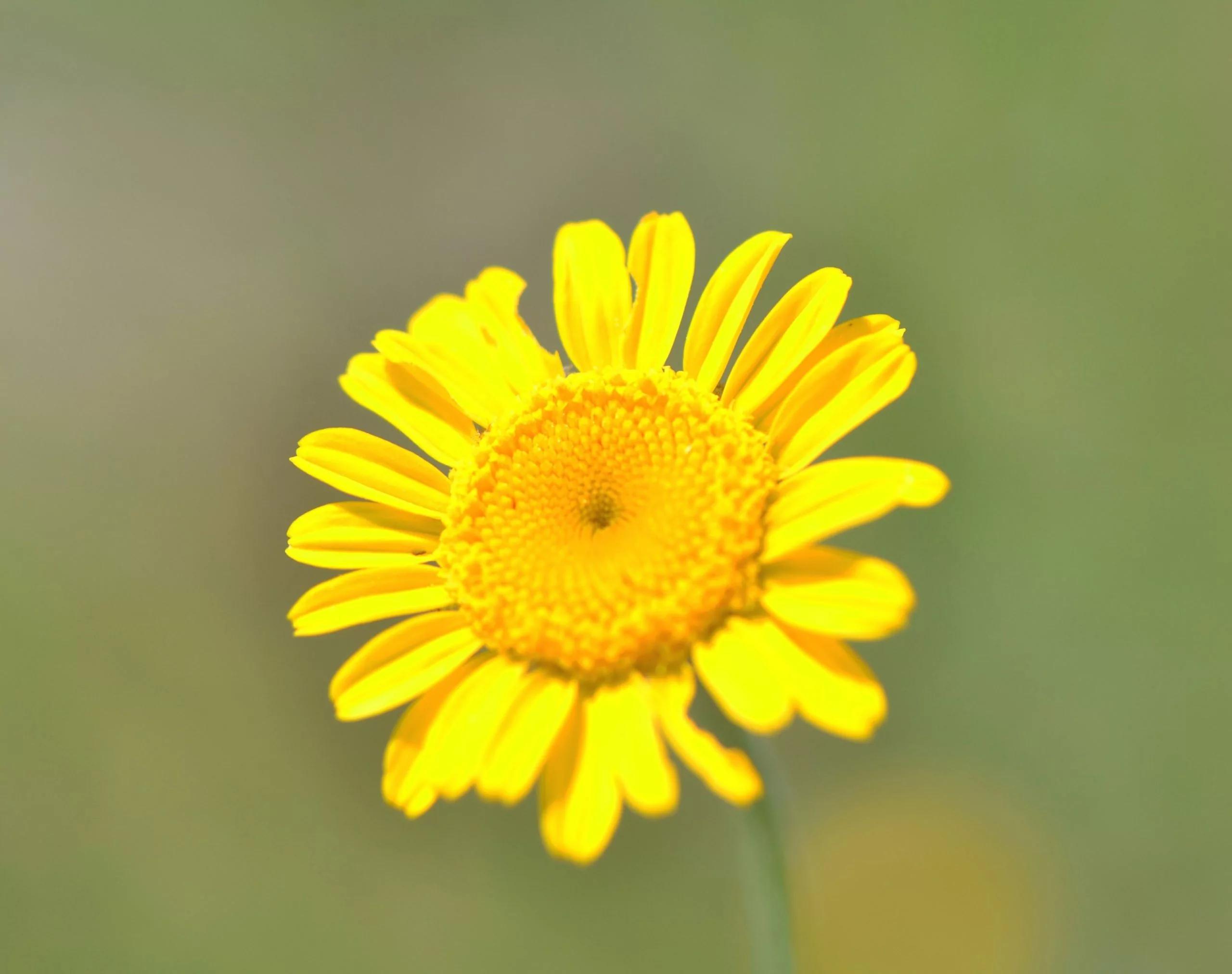 Arnica nach der Geburt: Dosierung und Anwendung - Wann nimmt man Arnica D12 arnica nach geburt dosierung - Wann nimmt man Arnica D12