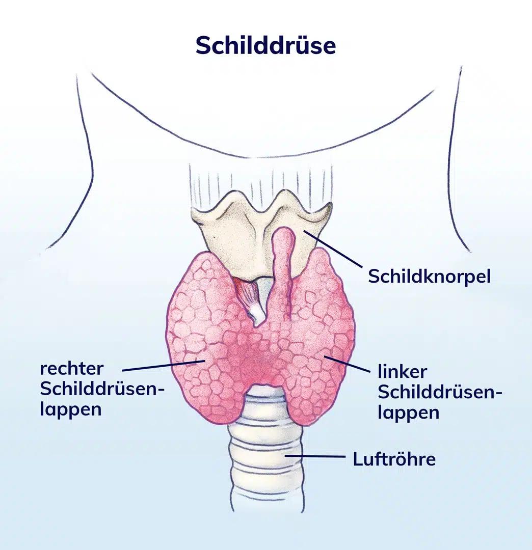 wann schilddrüse nach geburt testen - Wann Schilddrüse untersuchen nach Geburt
