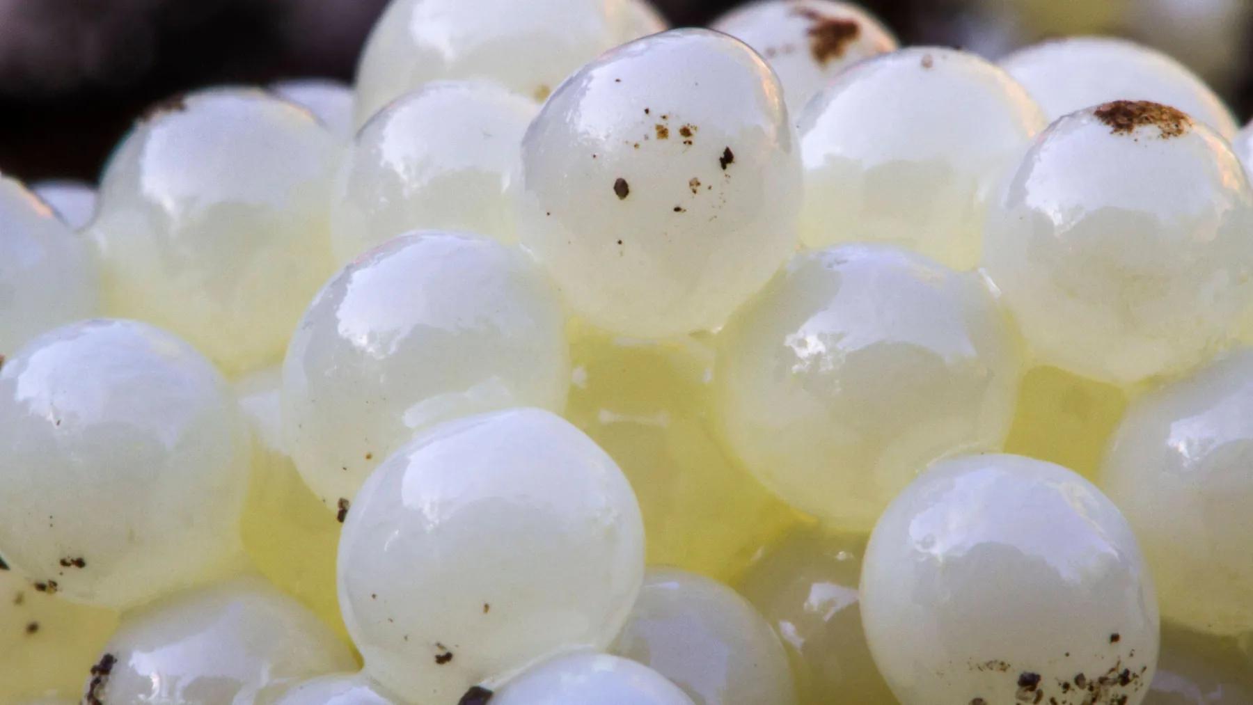 schnecke geburt - Wann schlüpfen Baby Schnecken