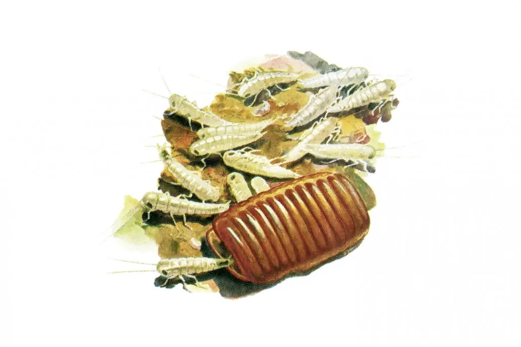 Kakerlaken Geburt: Alles, was Sie über die Vermehrung von Schaben wissen müssen - Wann schlüpfen Kakerlaken kakerlaken geburt - Wann schlüpfen Kakerlaken