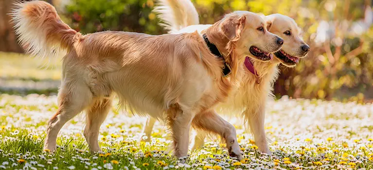 Haben Hunde bei der Geburt Zähne? - Wann sind alle Zähne beim Hund da haben hunde bei der geburt zähne - Wann sind alle Zähne beim Hund da