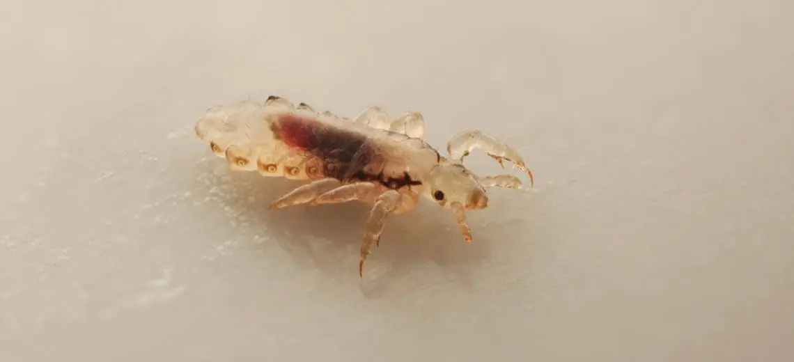 läuse wie lange ansteckend - Wann sind Läuse nicht mehr übertragbar