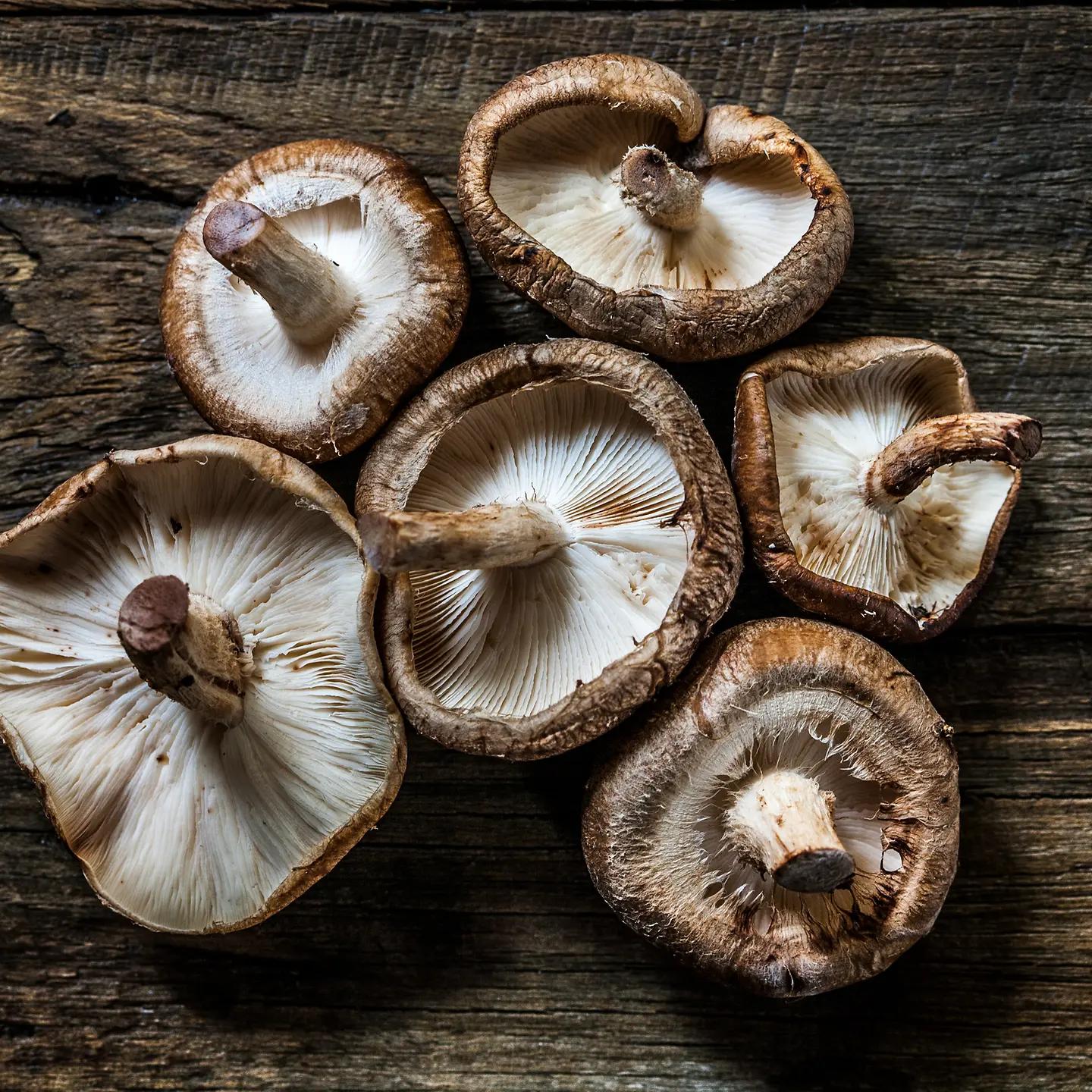shiitake pilze schwangerschaft - Wann sollte man Shiitake Pilze nicht mehr essen