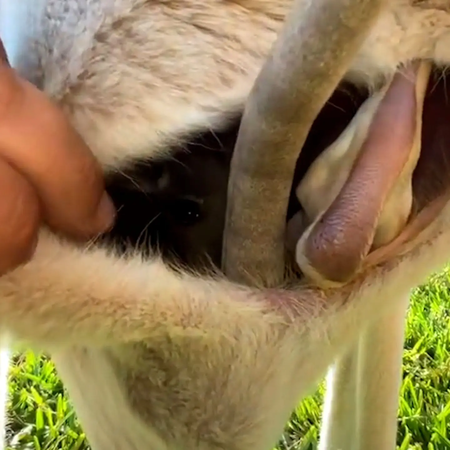 Die faszinierende Känguru-Geburt: Eine Reise in den Beutel - Wann verlässt das Känguru-Baby zum ersten Mal den Beutel känguru beutel geburt - Wann verlässt das Känguru-Baby zum ersten Mal den Beutel