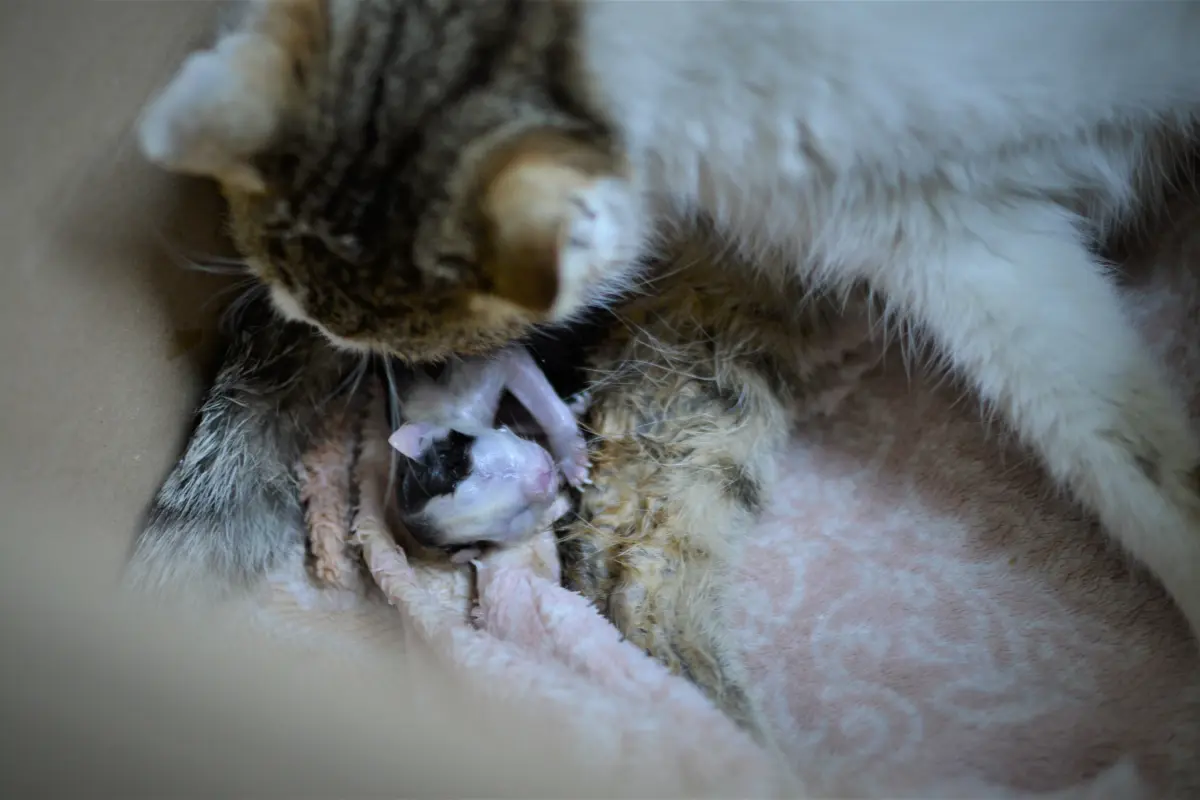 katze geburt nabelschnur - Wann verlieren Baby Katzen ihre Nabelschnur