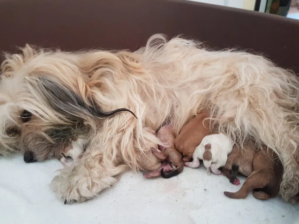 havaneser geburt - Wann verlieren Havaneser ihr Welpenfell