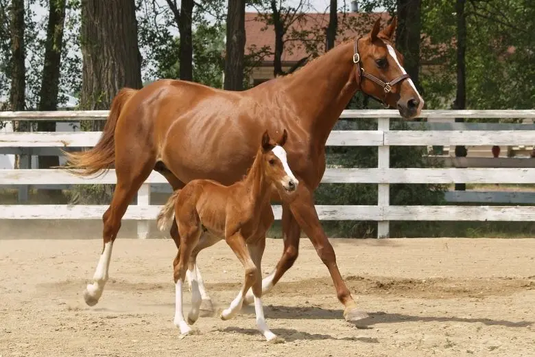 Wie viel wiegt ein Fohlen bei der Geburt? - Wann wachsen Fohlen am meisten wie viel wiegt ein fohlen bei der geburt - Wann wachsen Fohlen am meisten