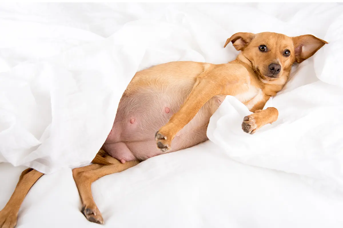 Hündin nach Geburt baden: Tipps für die optimale Pflege - Wann Welpen das erste Mal baden hündin nach geburt baden - Wann Welpen das erste Mal baden