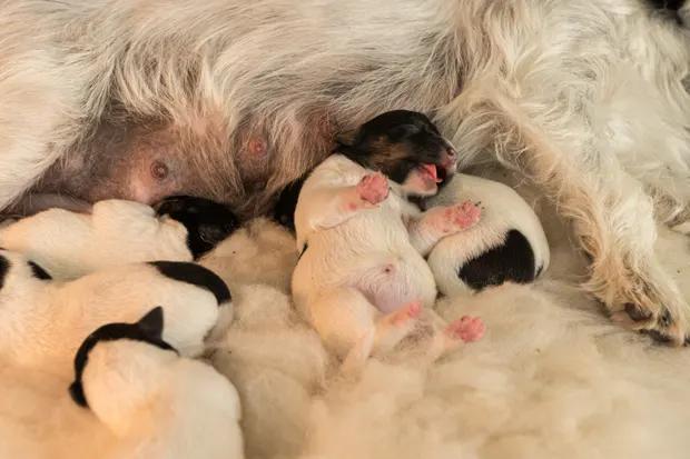 wann müssen welpen nach der geburt zum tierarzt - Wann Welpen das erste Mal zum Tierarzt