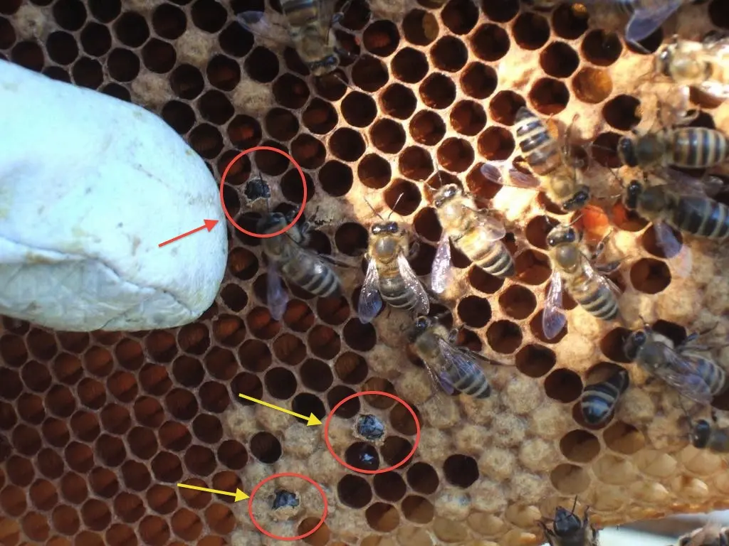 bienen geburt - Wann werden Bienen geboren