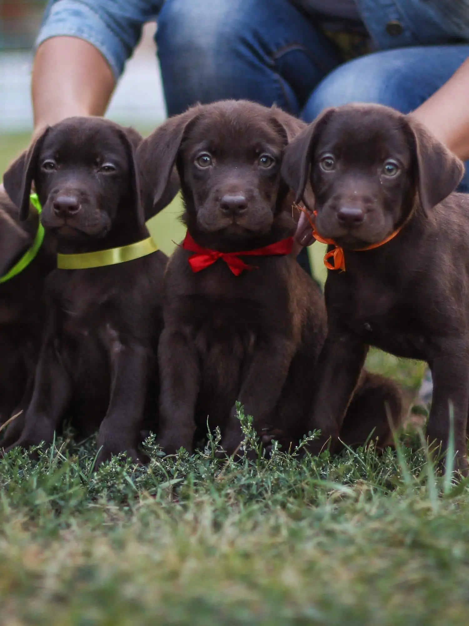 labrador welpen gewicht geburt - Wann werden Labrador Welpen geboren